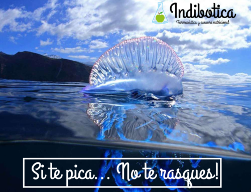 ¿Carabela portuguesa o medusa? Consejo: si te pica, no te rasques!